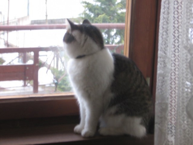 Rika - foto
