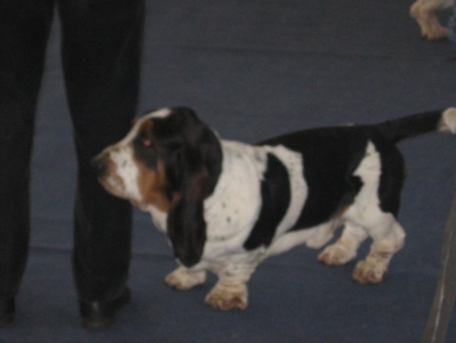 CACIB Vrtojba-2006 - foto