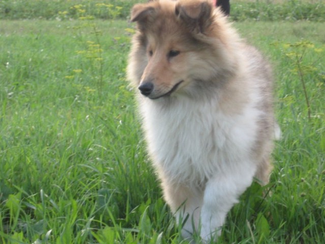 Lord - foto