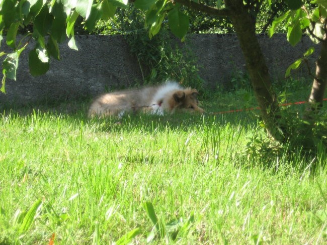 Lord - foto povečava