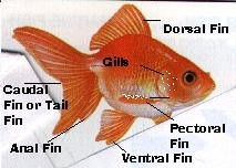 Zlate ribe - foto povečava