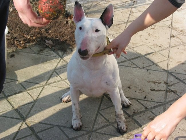 Moj Bull Terrier - foto povečava