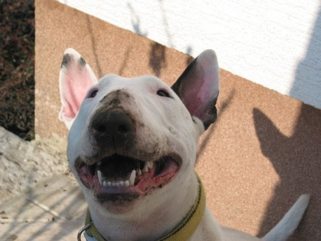 Moj Bull Terrier - foto povečava