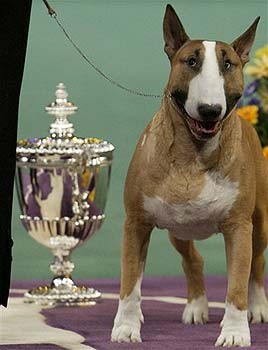 Moj Bull Terrier - foto povečava