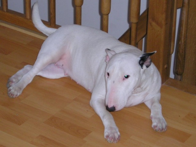 Moj Bull Terrier - foto