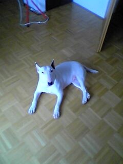 Moj Bull Terrier - foto