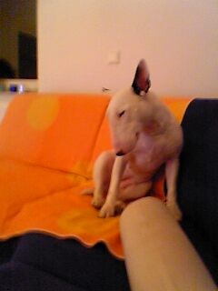 Moj Bull Terrier - foto