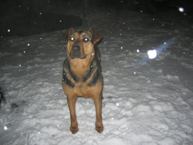 ROTTWEILER LORD IN PRIJATEJI - foto povečava