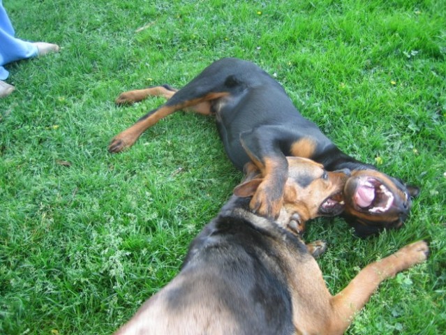 ROTTWEILER LORD IN PRIJATEJI - foto