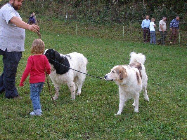 Ukaz privedi psa Beni vodi Žanko, ki jo je prvič videl