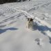 Viki uživa na snegu