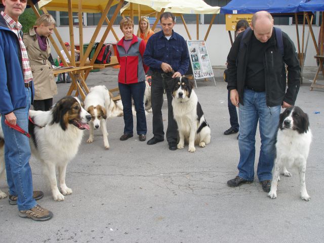 Eurodog Show 2010 Celje - foto