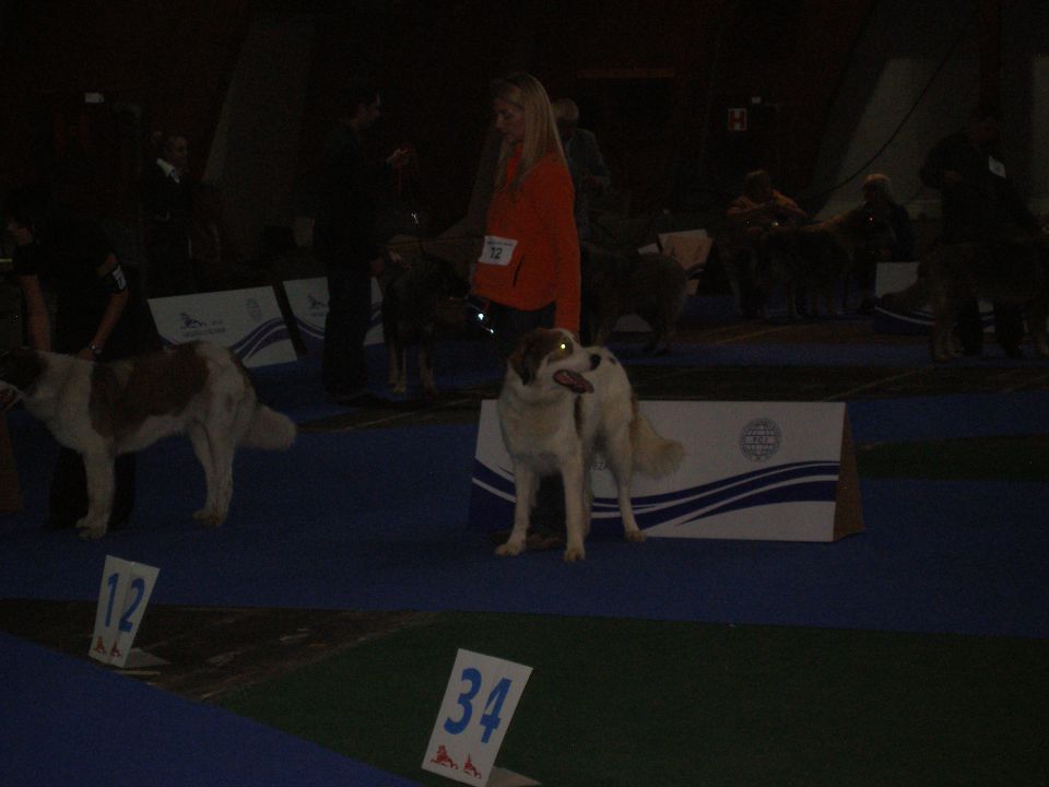 Eurodog Show 2010 Celje - foto povečava