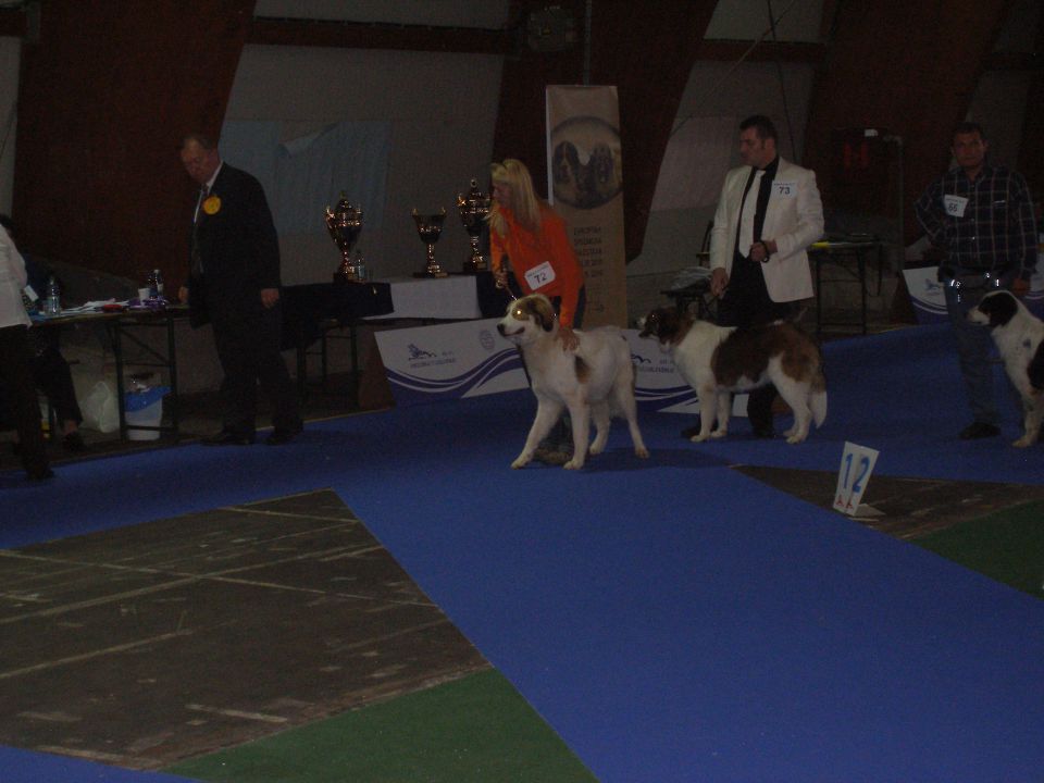 Eurodog Show 2010 Celje - foto povečava