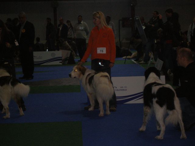 Eurodog Show 2010 Celje - foto