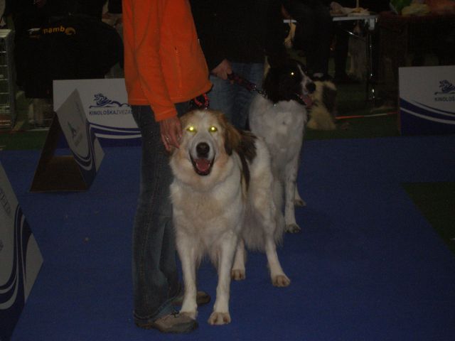 Eurodog Show 2010 Celje - foto