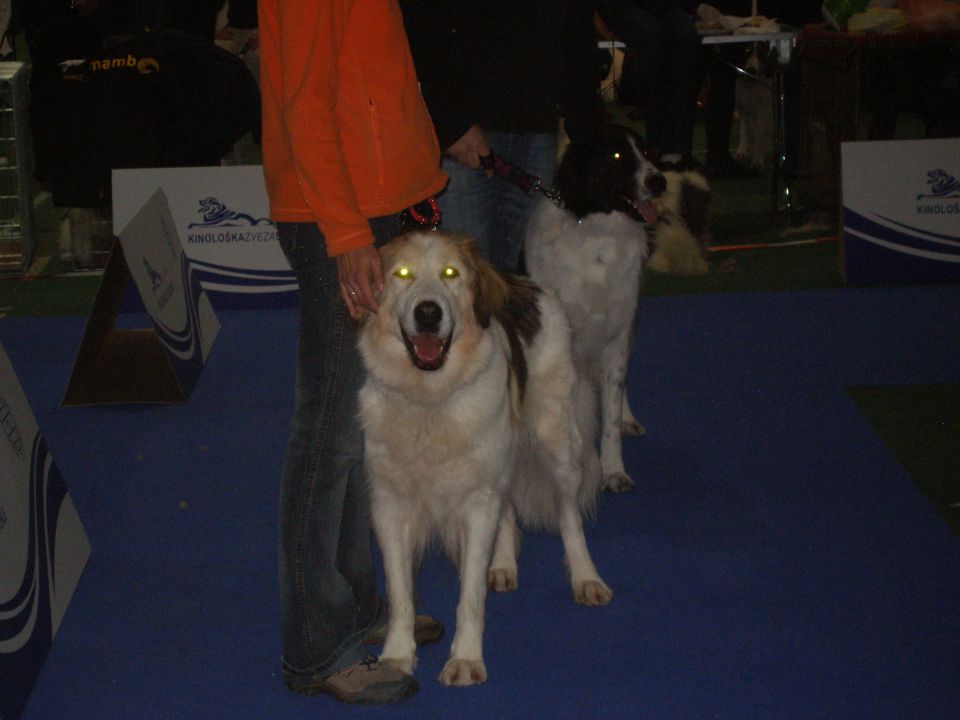 Eurodog Show 2010 Celje - foto povečava