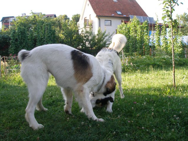 Sumo - Tor 2011 - foto