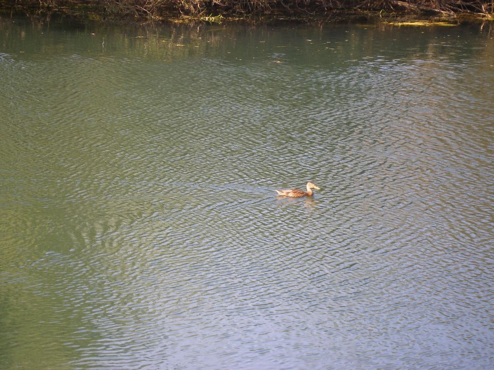 Ižanski odbojkarski piknik 2011 - foto povečava