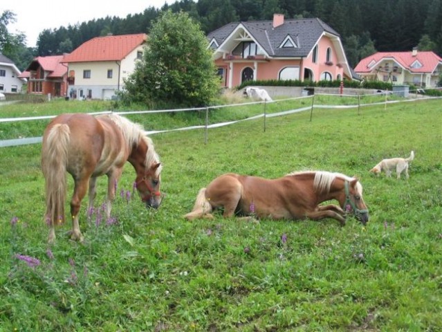 Buri, Gabi, Ajka