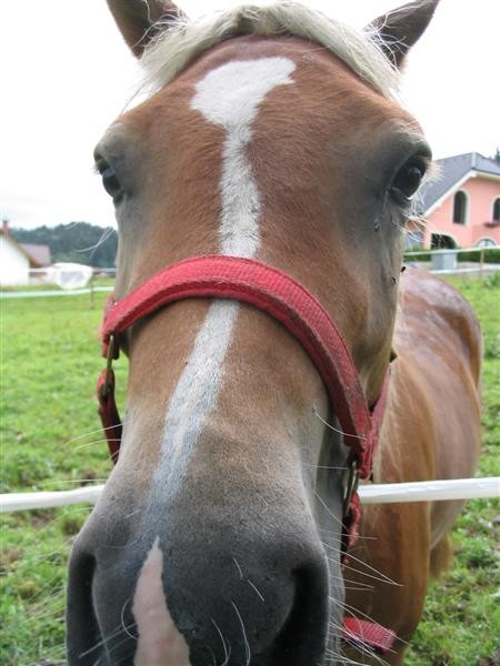 Kobilci in druge - foto povečava