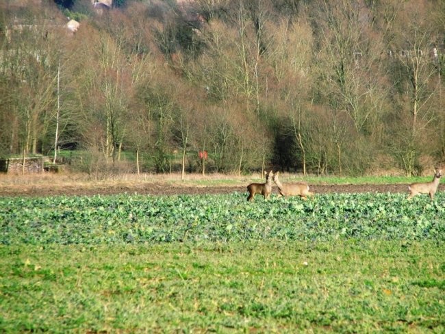 Anglija - foto povečava