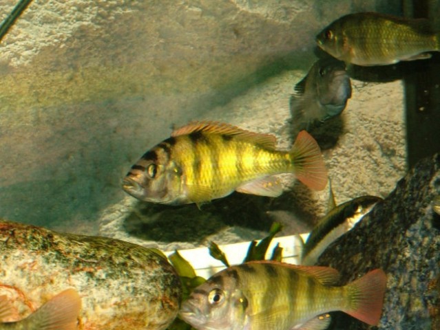 Haplochromis  sp44 