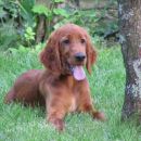 Wonderful red - leglo C