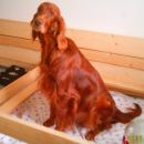 Wonderful red - leglo G