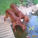 Galaway in Ginger Ale