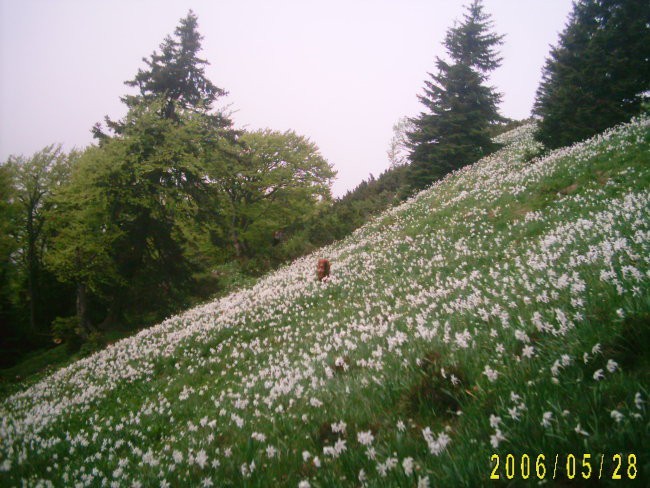 Narcise - pot na Belsko planino