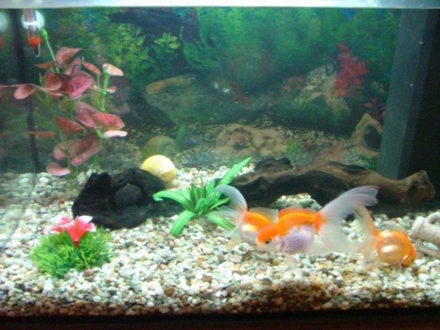 Moj nov 40L akvarij - foto