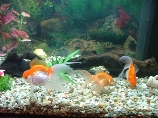 Moj nov 40L akvarij - foto povečava