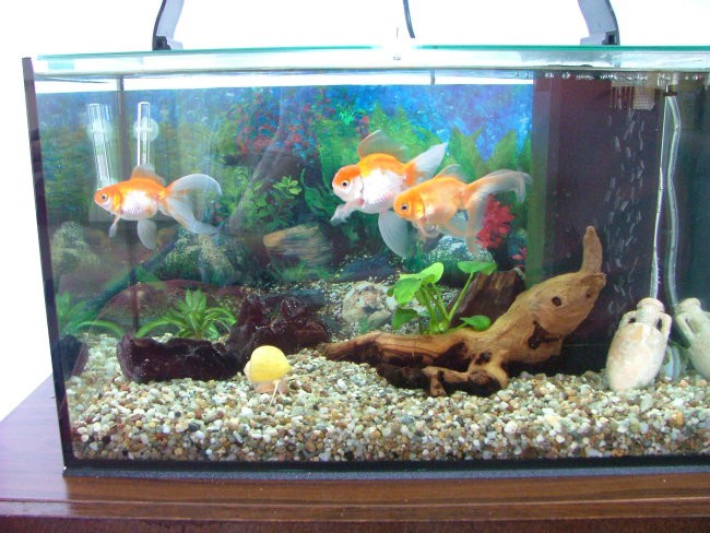 Moj nov 40L akvarij - foto povečava
