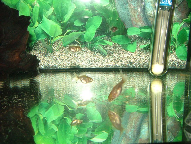 Mladice zlatih ribic - foto povečava