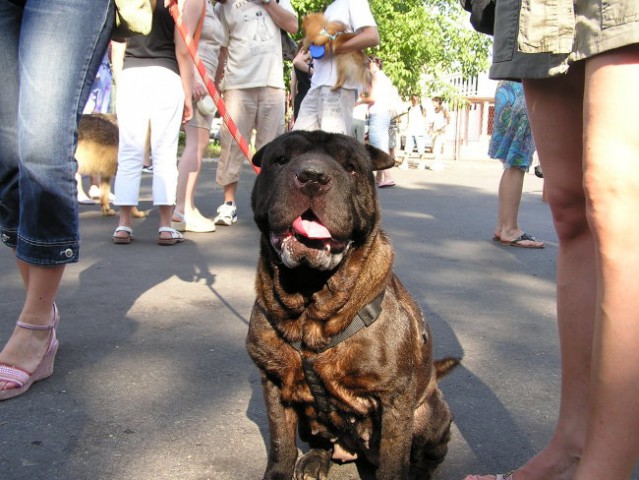 Izložba pasa bez rodovnice 25.6.2006. Zg - foto