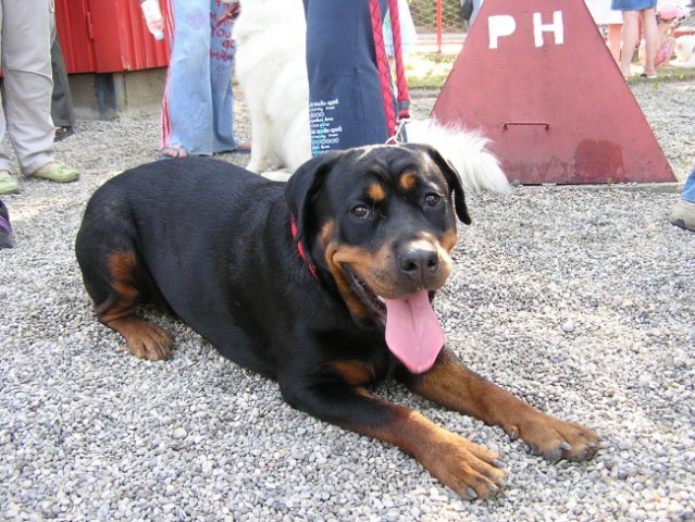 Izložba pasa bez rodovnice 25.6.2006. Zg - foto