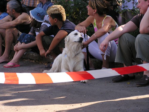 Izložba pasa bez rodovnice 25.6.2006. Zg - foto povečava