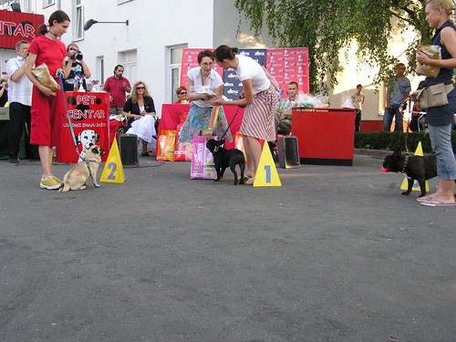 Izložba pasa bez rodovnice 25.6.2006. Zg - foto povečava