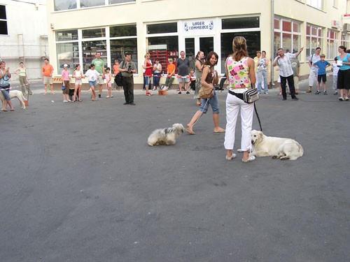 Izložba pasa bez rodovnice 25.6.2006. Zg - foto