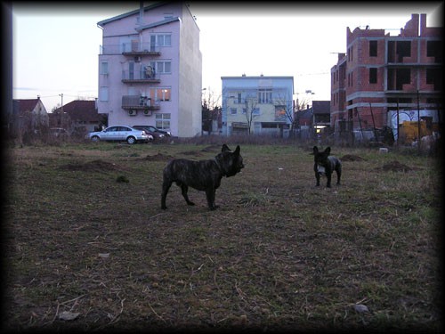 Leon Bjelovar - foto