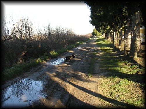 Leon Bjelovar - foto povečava