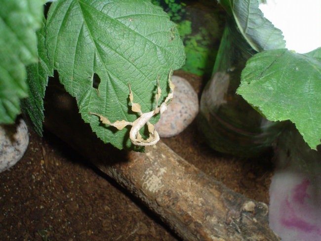 Extatosoma tiaratum - foto povečava