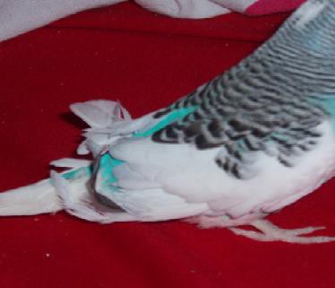 Koki - foto povečava