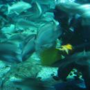 Hranjenje rib v akvariju