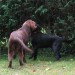 Nougat & Stella