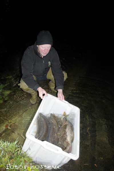 Vlaganje rib v Rinžo - 11.11.2009 - foto povečava