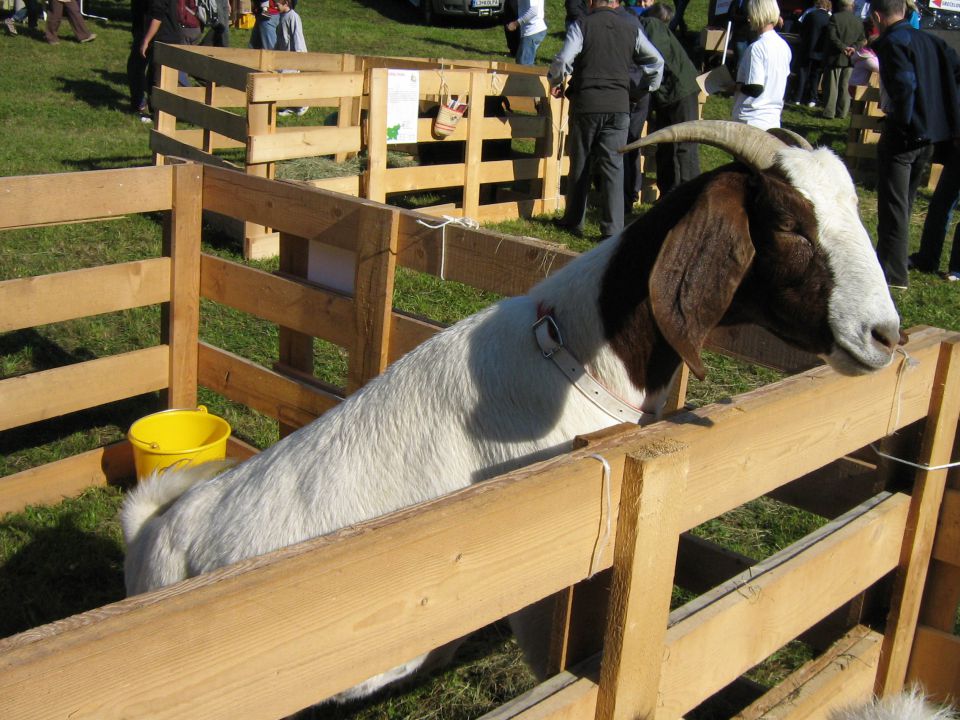 Podlipa 2009 - foto povečava