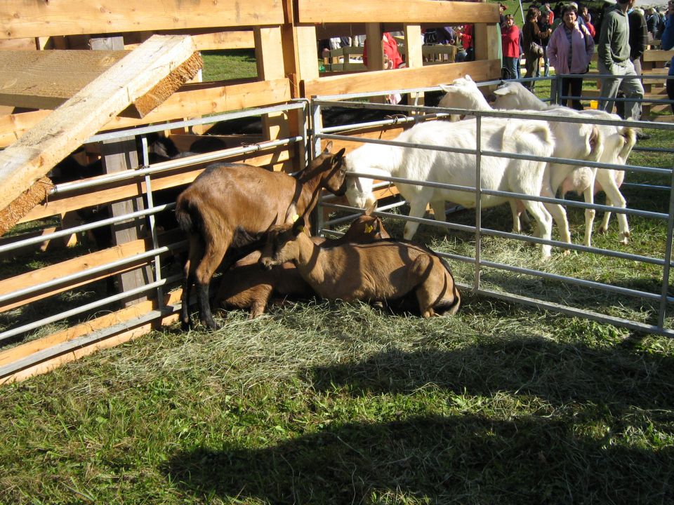 Podlipa 2009 - foto povečava