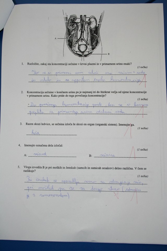 Bajla bajla - foto povečava